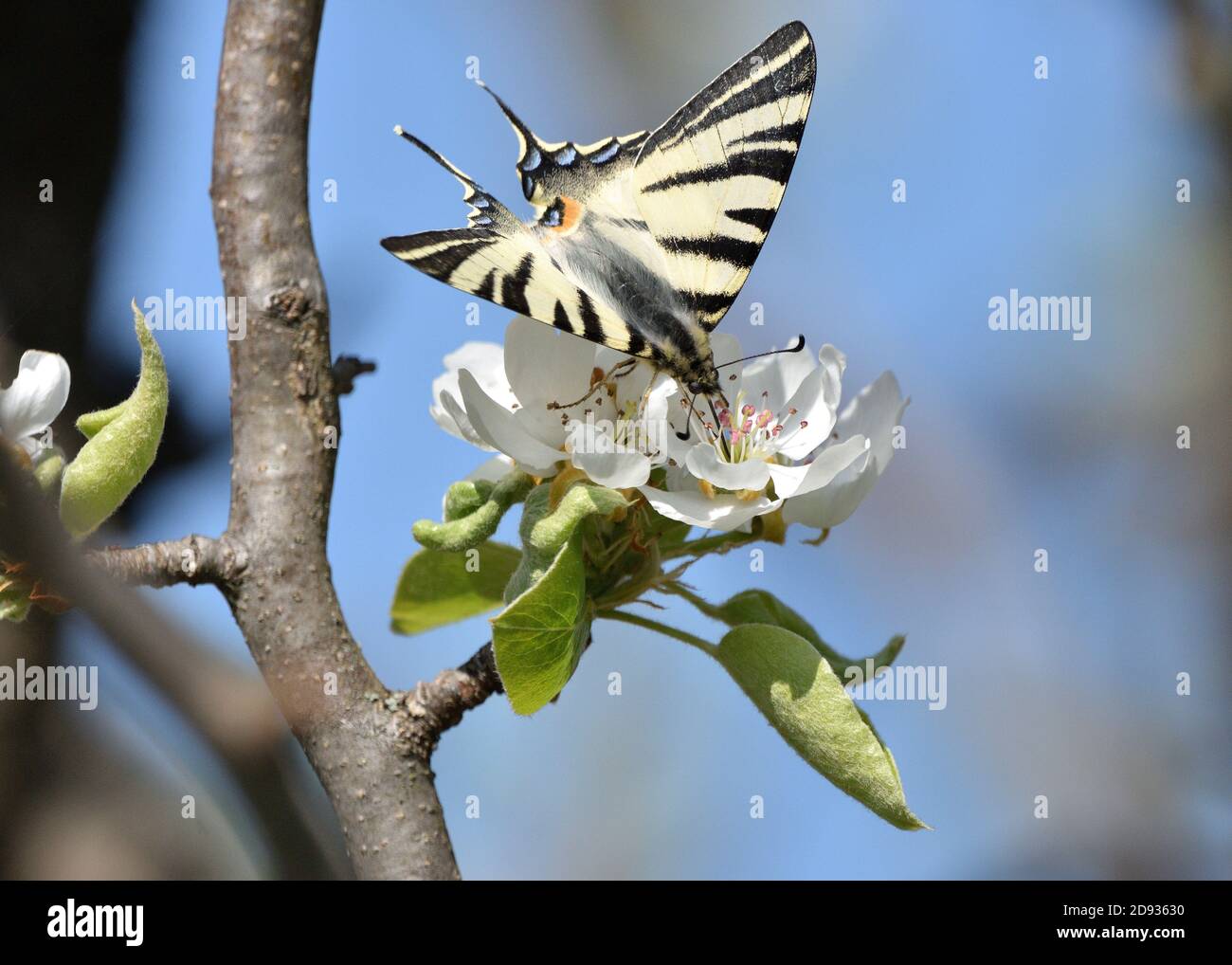 Espécimen aislado de escaso swallowtail, (Iphiclides podalirius) mientras se chupa néctar de las flores de una planta de pera. Foto de stock