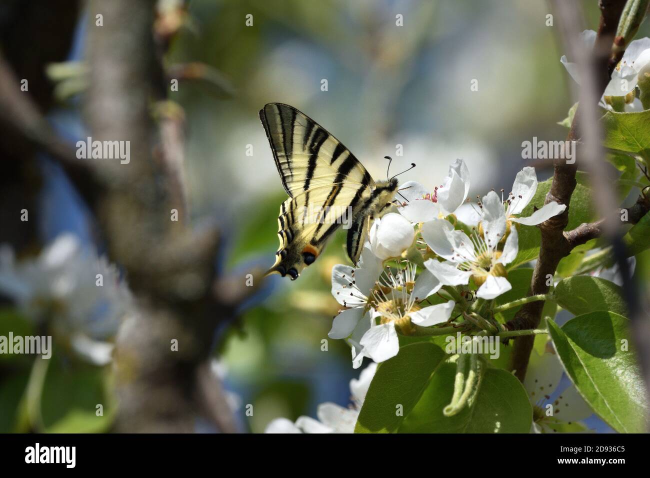 Espécimen aislado de escaso swallowtail, (Iphiclides podalirius) mientras se chupa néctar de las flores de una planta de pera. Foto de stock
