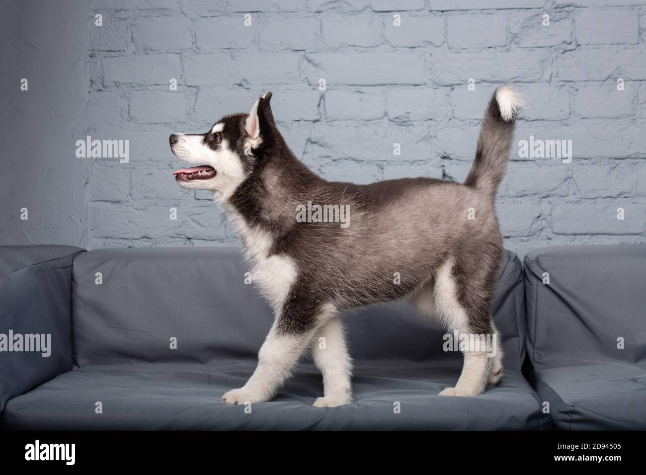 Perro Husky Negro Blanco Fotos E Imagenes De Stock Alamy