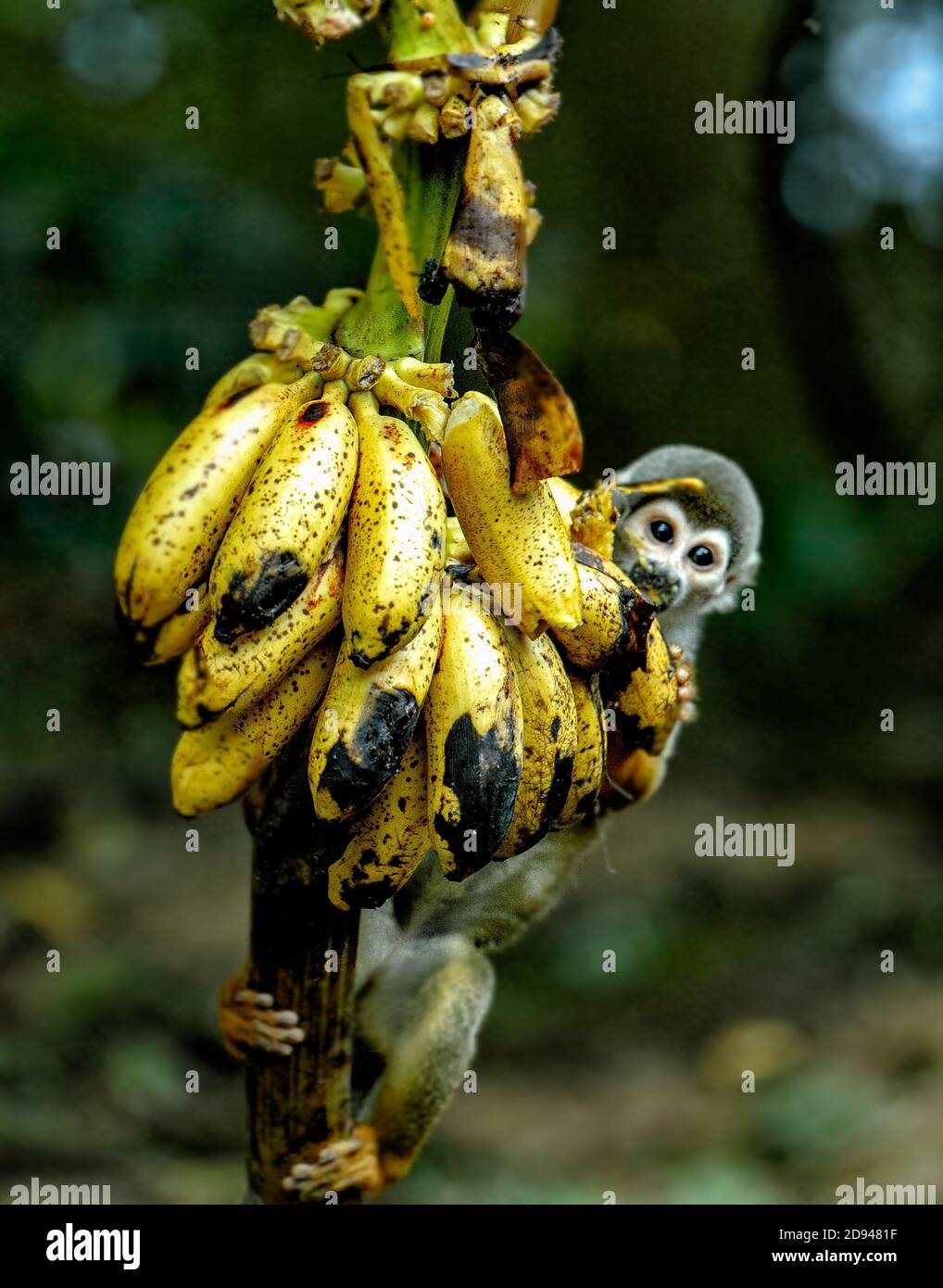 Mono ardilla comiendo de un manojo de plátanos en el ExplorNapo Reserva en la Selva Amazónica Foto de stock