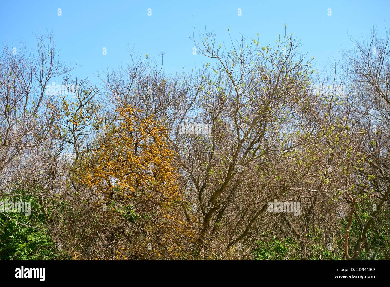 Árboles en primavera, en la reserva ecológica Costanera Sur, en Buenos Aires, Argentina. Nacen hojas exuberantes y hermosas flores amarillas. Conceptos de l Foto de stock
