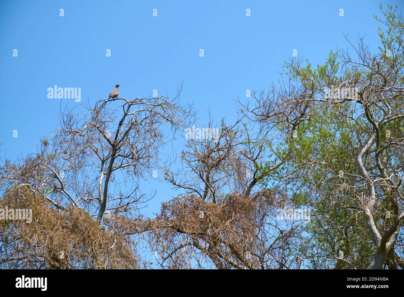 Escena primaveral en la reserva ecológica Costanera Sur, una paloma de punta blanca, Leptotila verreauxi, en la parte superior de un árbol, las hojas verdes comienzan a brotar Foto de stock