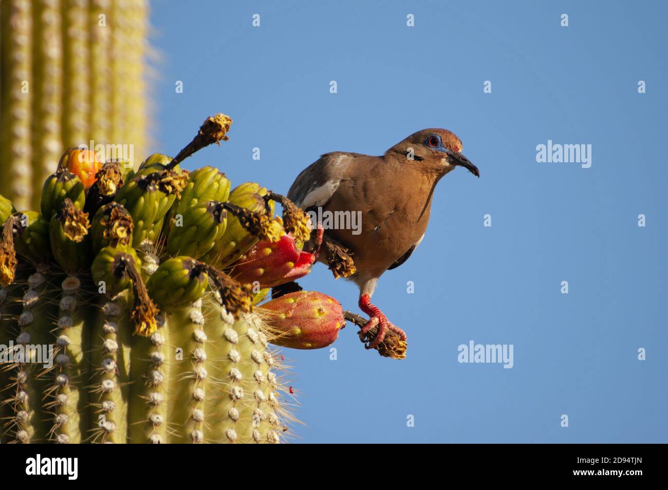 Paloma De Alas Blancas Zenaida Asiatica Que Se Alimenta De Frutos De Cactus Saguaro Fotografia De Stock Alamy