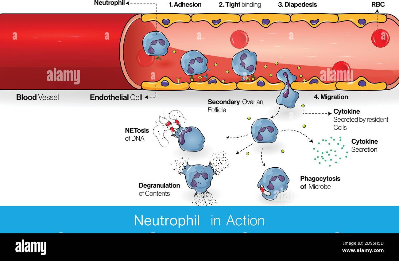 Circulación de neutrófilos en un vaso sanguíneo durante el proceso de infección y la diapedesis y la infiltración en el tejido para matar el microbio Ilustración del Vector