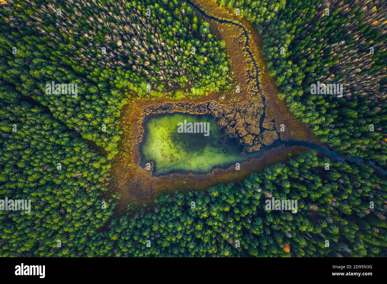 Vista de drone superior del lago verde pantano en el bosque verde, hermosa vista de la naturaleza Foto de stock