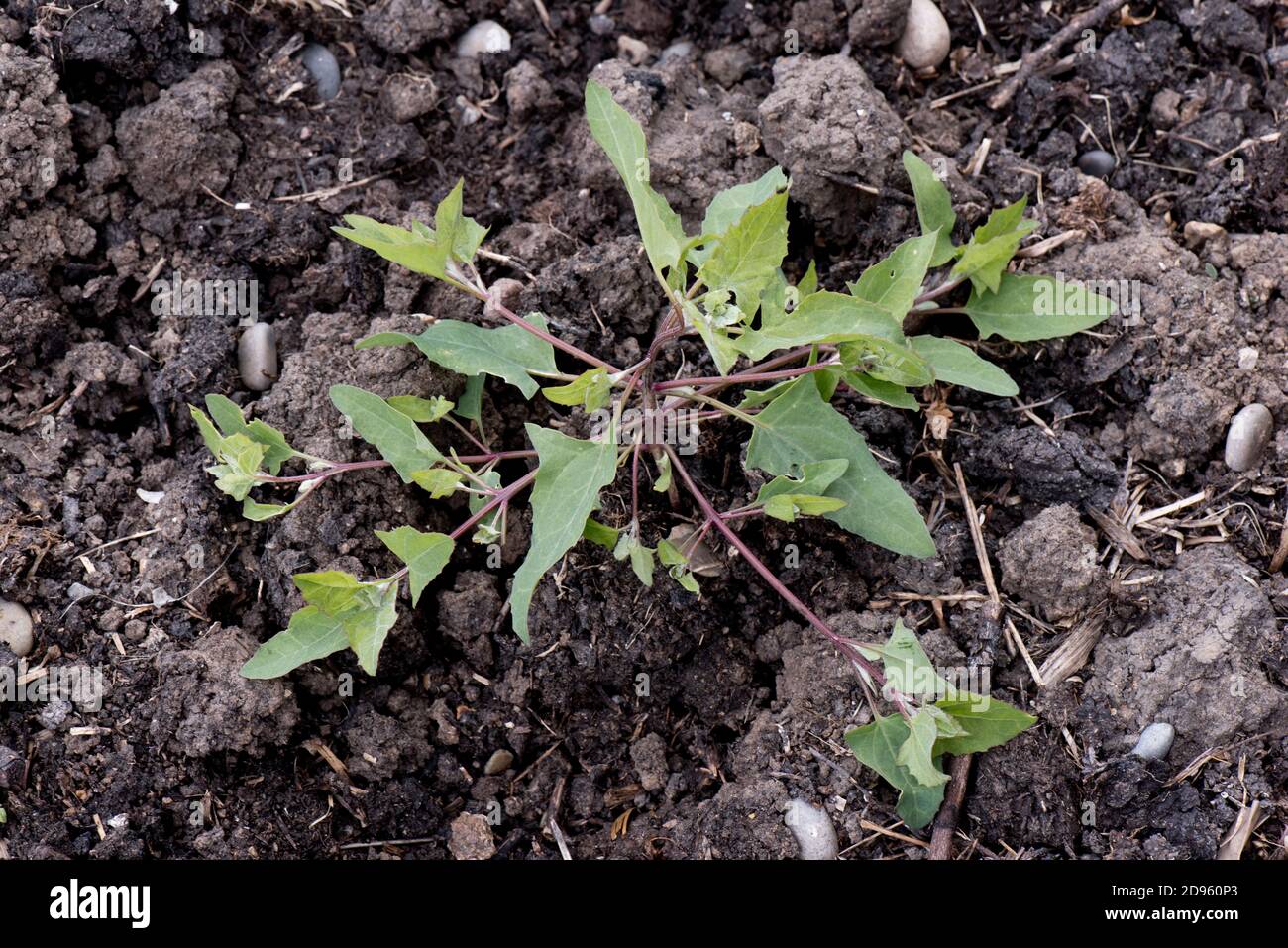 Orache de hojas de orejas (Atriplex hastata) planta de prostrato de speading en suelo de desecho con tallos rojizos, Berkshire, junio Foto de stock