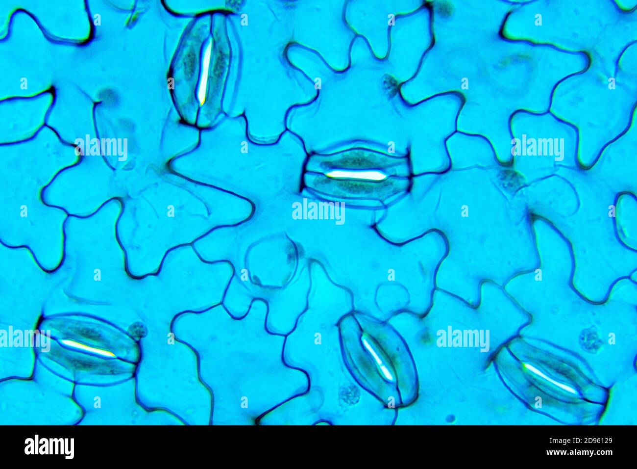 Estomas Vicia, Vicia faba, bajo microscopio óptico Fotografía de stock -  Alamy