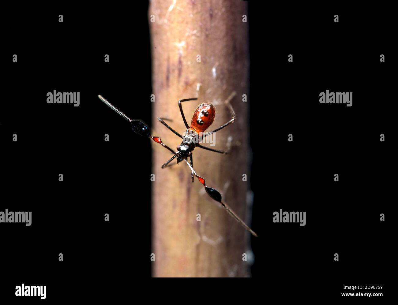 Ninfa de bicho con patas de hoja (familia Coreidae) con segmentos expandidos en las antenas, Reserva Natural de Kabili-Sepilok, Sabah, Borneo, Malasia. Foto de stock