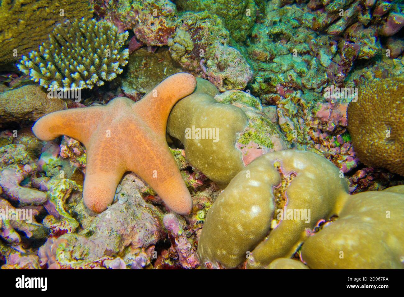 Estrella de Mar, granular Choriascer granulatus, estrellas de mar, arrecifes de coral, South Ari Atoll, Maldivas, Océano Índico, Asia. Foto de stock