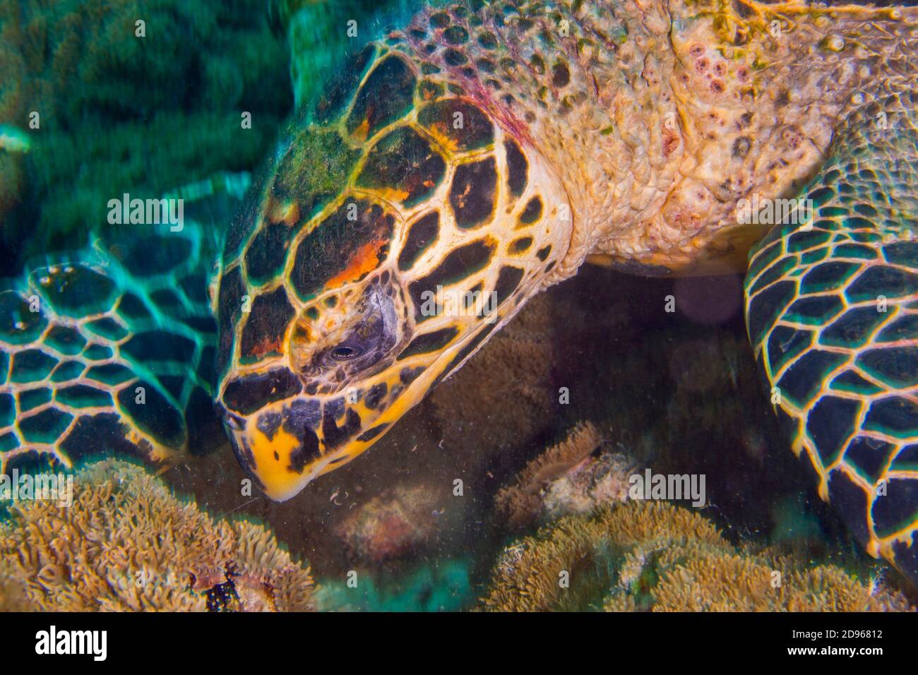 Tortuga carey, Eretmochelys imbricata, arrecifes de coral, en el norte de Ari Atoll, Maldivas, Océano Índico, Asia. Foto de stock