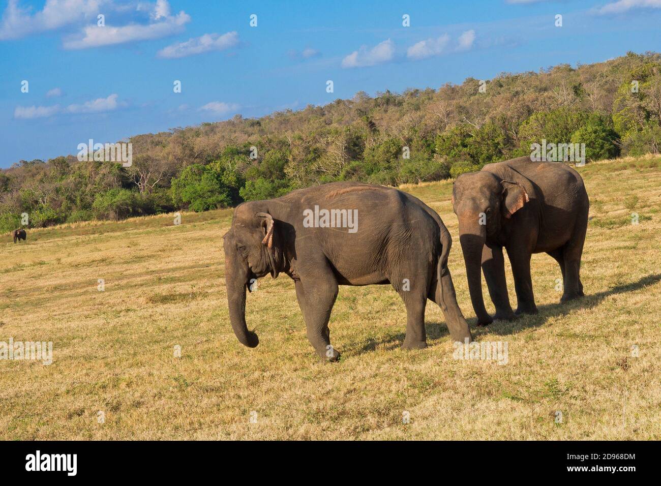 Elefante de Sri Lanka, Elephas maximus maximus, Kaudulla, Parque Nacional de Sri Lanka, en Asia. Foto de stock