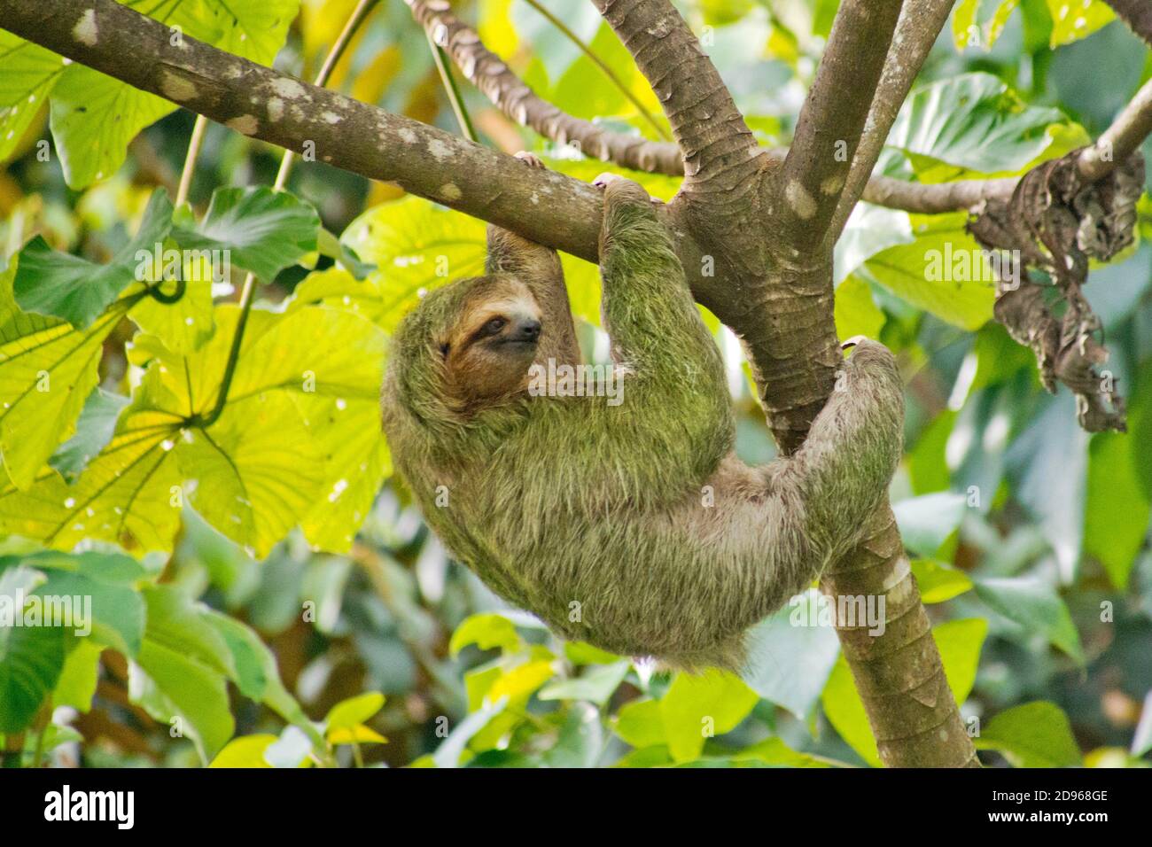 Sloth de garganta pálida, Bradypus tridactylus, Sloth de tres dedos, Selva Tropical, Parque Nacional Marino Ballena, Uvita de Osa, Puntarenas, Costa Rica, Foto de stock