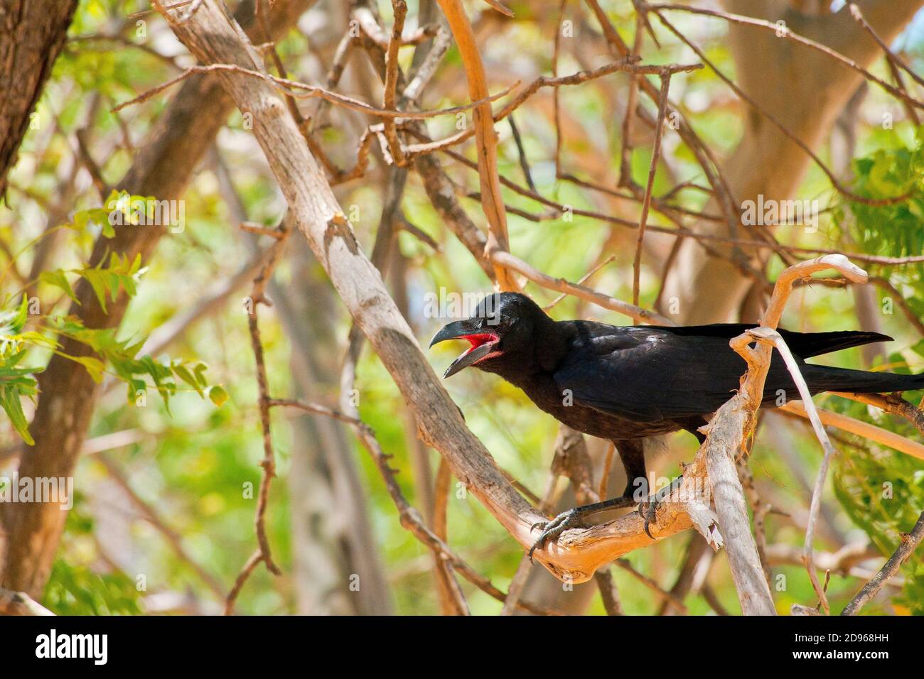 Large-Billed Crow, Corvus macrorhynchus Kaudulla, Parque Nacional de Sri Lanka, en Asia. Foto de stock