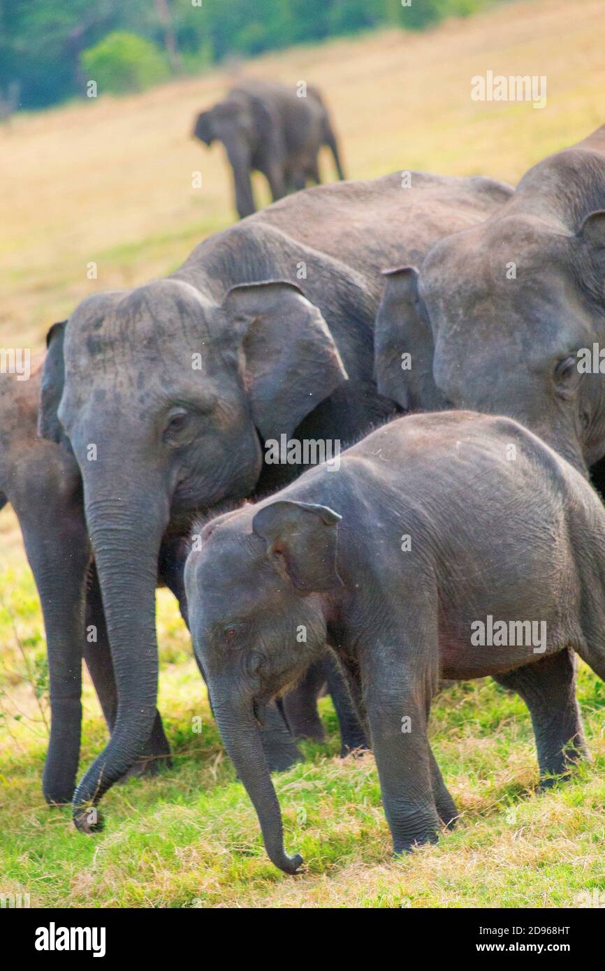 Elefante de Sri Lanka, Elephas maximus maximus, Parque Nacional Minneriya, Sri Lanka, Asia. Foto de stock