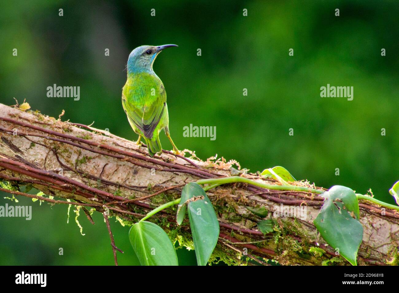 Superlenta brillante, Cyanerpes lucidus, Selva Tropical, Costa Rica, América Central, América. Foto de stock