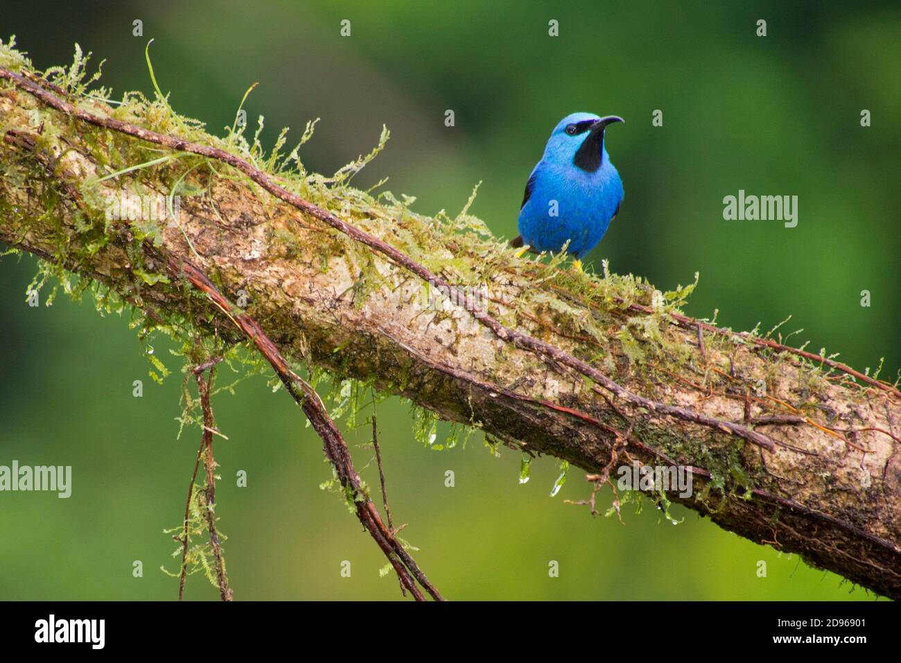 Superlenta brillante, Cyanerpes lucidus, Selva Tropical, Costa Rica, América Central, América. Foto de stock