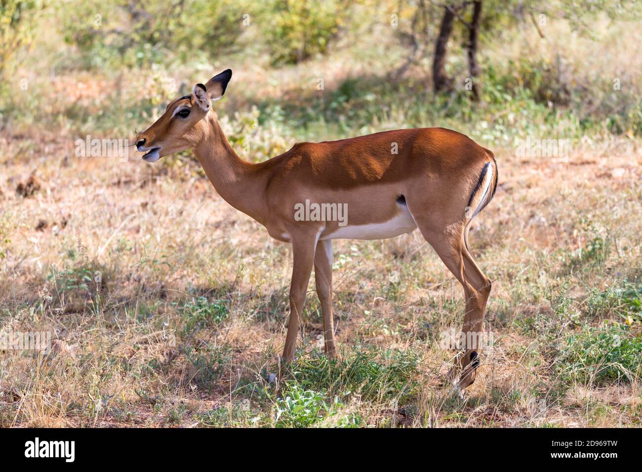 La Gazelle Grant se encogen en la inmensidad de la sabana keniana. Foto de stock