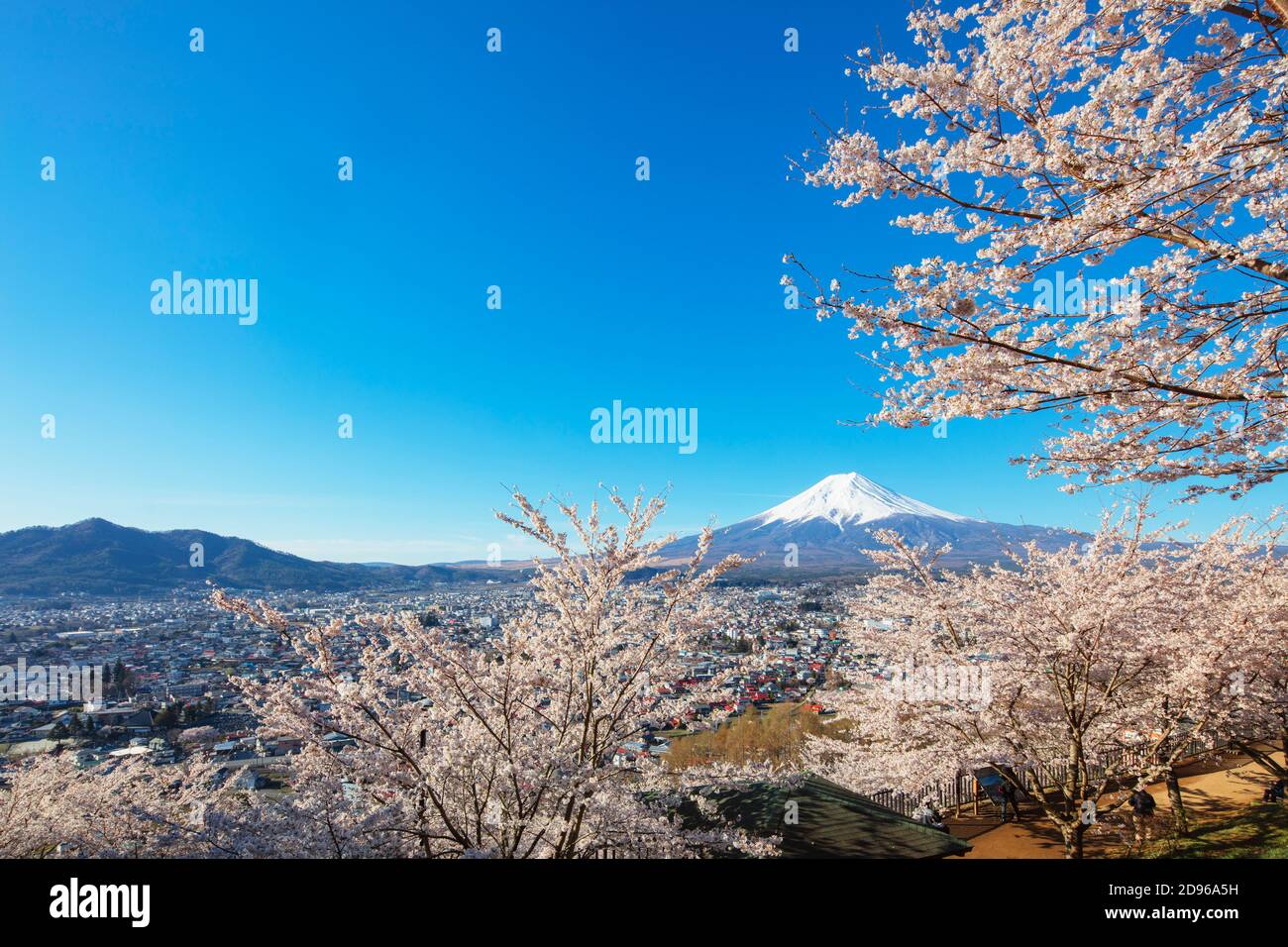 Asia, Japón, Honshu, prefectura de Yamanashi, sitio de la Unesco, Monte Fuji 3776m, flor de cereza primaveral Foto de stock