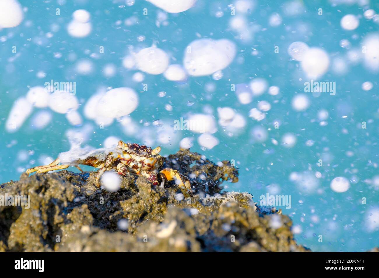 Cangrejo de roca sentado en el borde del acantilado en una playa. Zanzíbar, Tanzania, África. Foto de stock