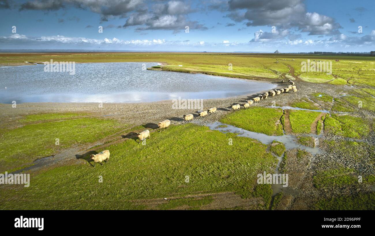 Salt marsh lamb mont saint michel fotografías e imágenes de alta resolución  - Alamy