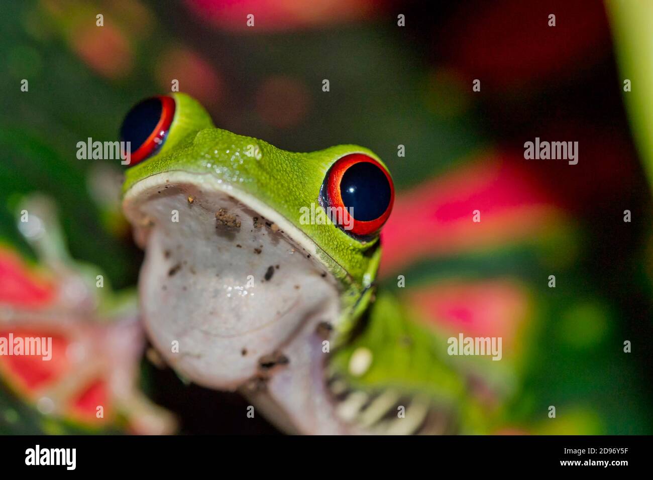 Rana de ojos rojos, Agalychnis callidryas, Selva Tropical, Parque