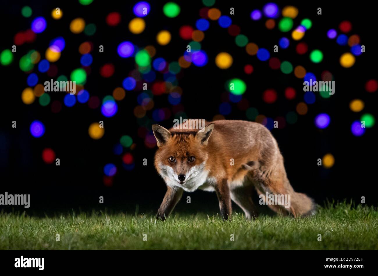 Zorro rojo (vulpes vulpes) Caminar en un prado cerca de las luces de  Navidad Fotografía de stock - Alamy