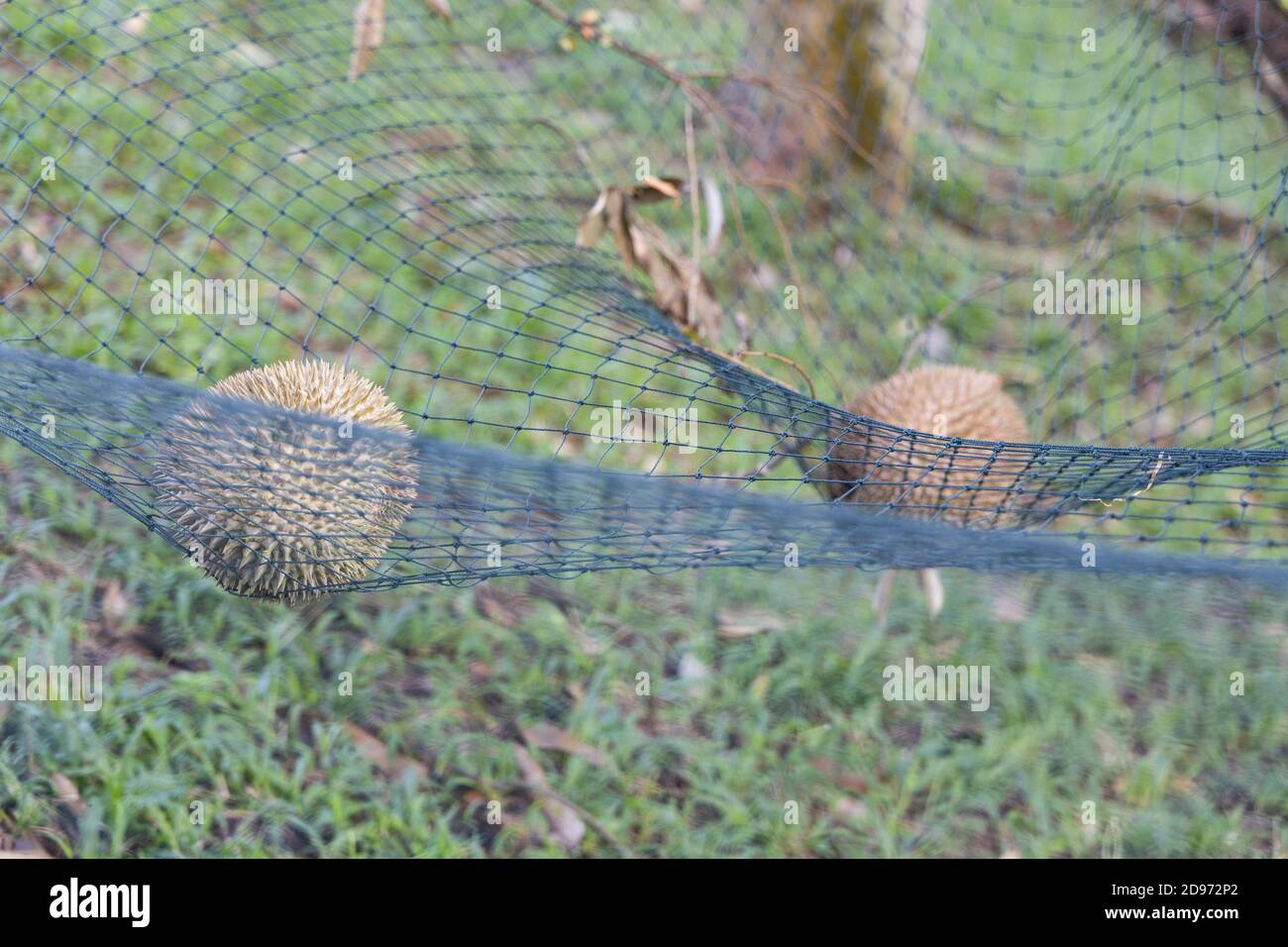 El durian maduro aterrizó en la red de seguridad para amortiguar el impacto de la caída. Foto de stock