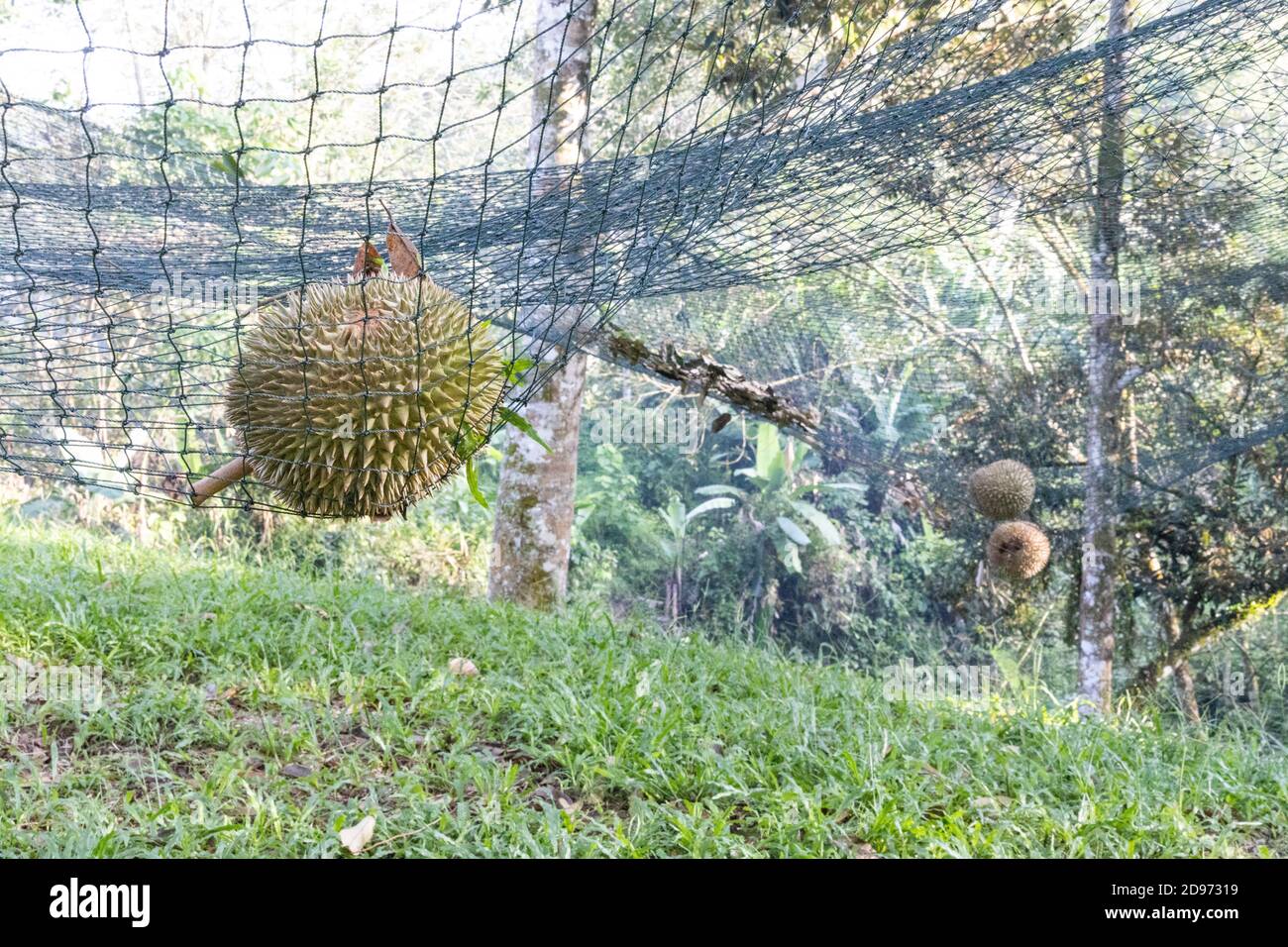 El durian maduro aterrizó en la red de seguridad para amortiguar el impacto de la caída. Foto de stock