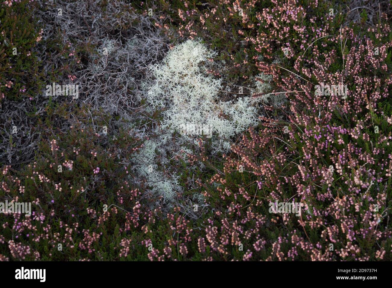 Musgo blanco y brezo en un Moorland escocés Foto de stock