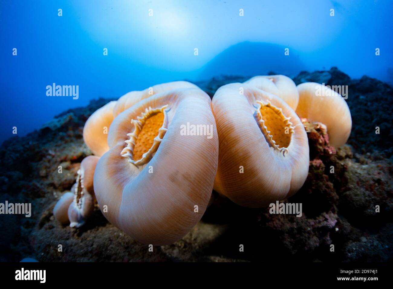Anémona de oreja de elefante (Amplexidiscus fenestrafer) en el arrecife, Tahití, Polinesia Francesa Foto de stock