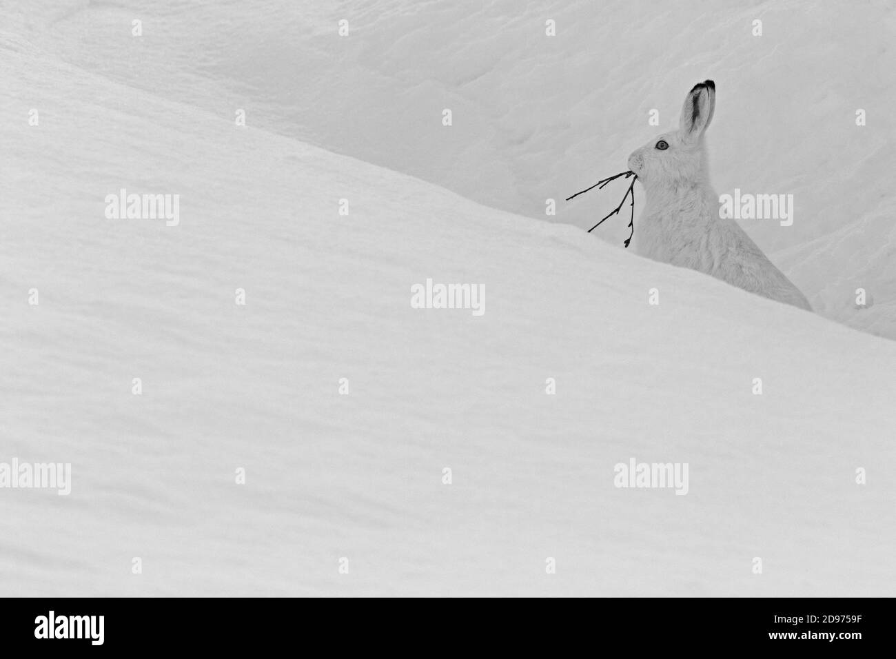 Liebre de montaña (Lepus timidus) comer, en abrigo blanco de invierno, Alpes, Valais, Suiza. Foto de stock