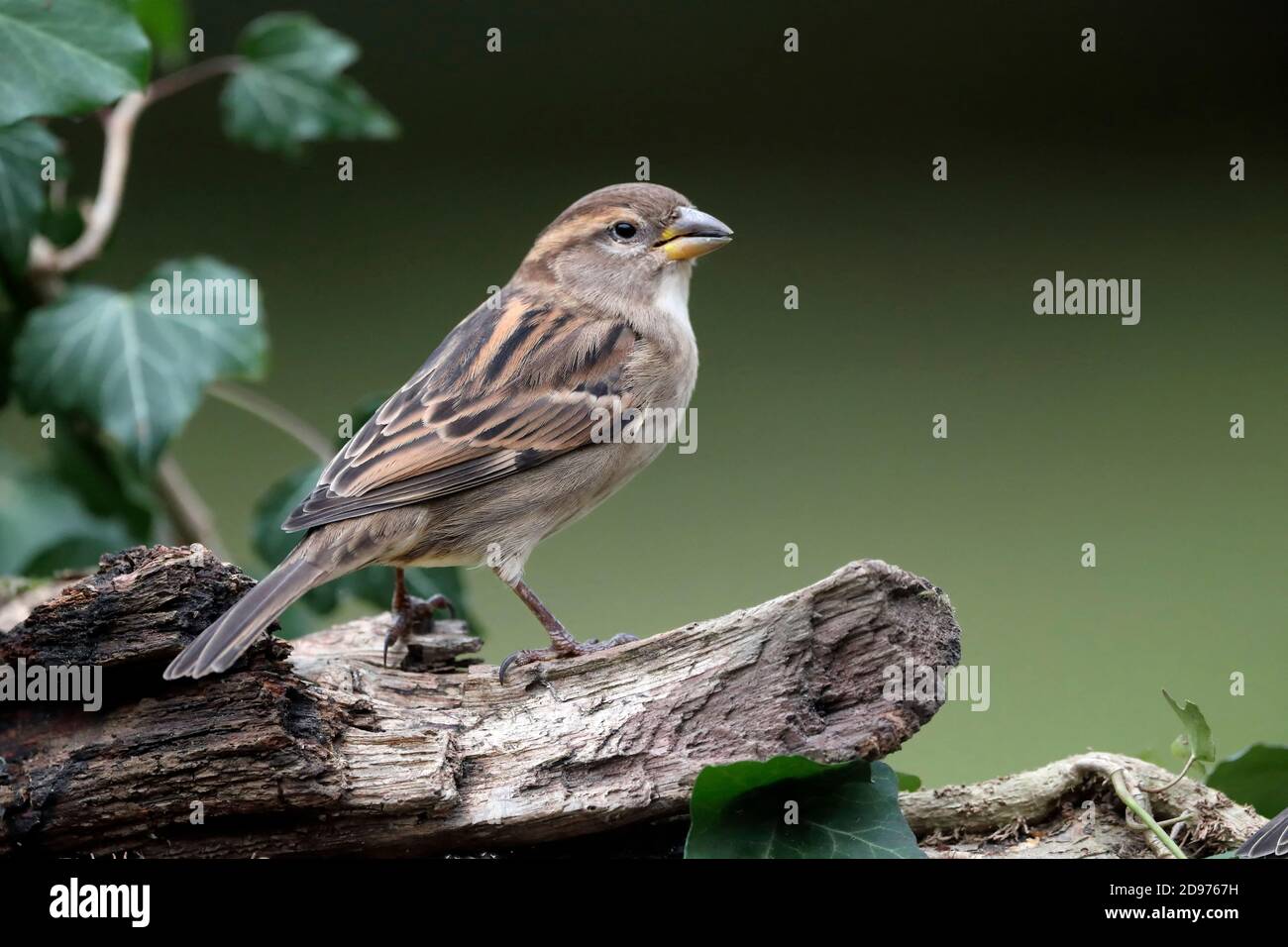 Gorrión doméstico (Passer domesticus) Mujer en un tocón en invierno, Jardín de campo, Lorena, Francia Foto de stock