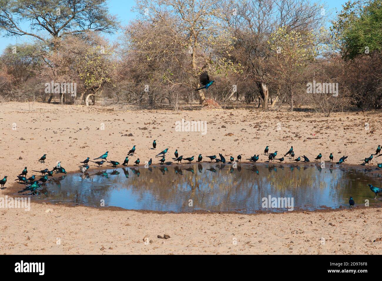 Los adultos de Meves's Starling (Lamprotornis mevesii) bebiendo en un estanque, estación seca, en el norte de Botswana Foto de stock