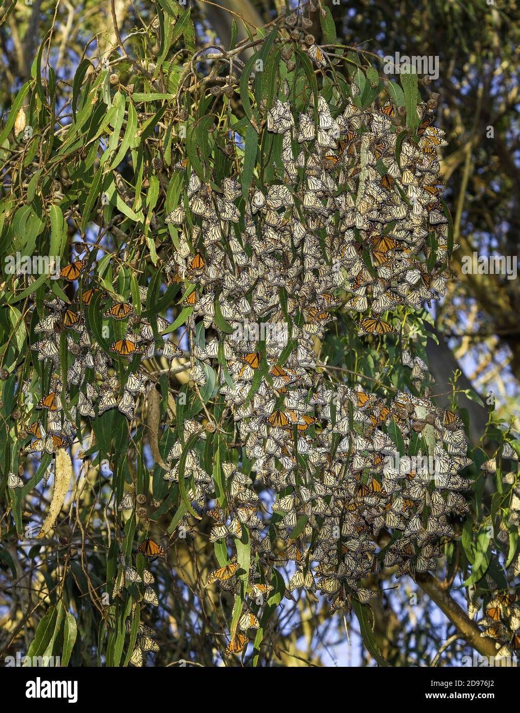 Las mariposas monarca (Danaus plexippus) invernan en un bosque de eucaliptos, Ellwood, California. Foto de stock