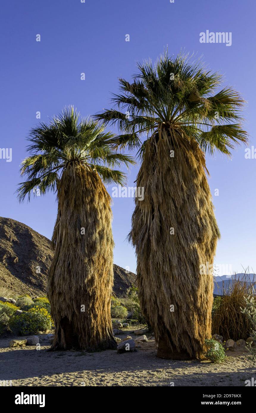 California Fan Palm (Washingtonia filifera) es nativa del extremo suroeste de los Estados Unidos y Baja, México. Foto de stock