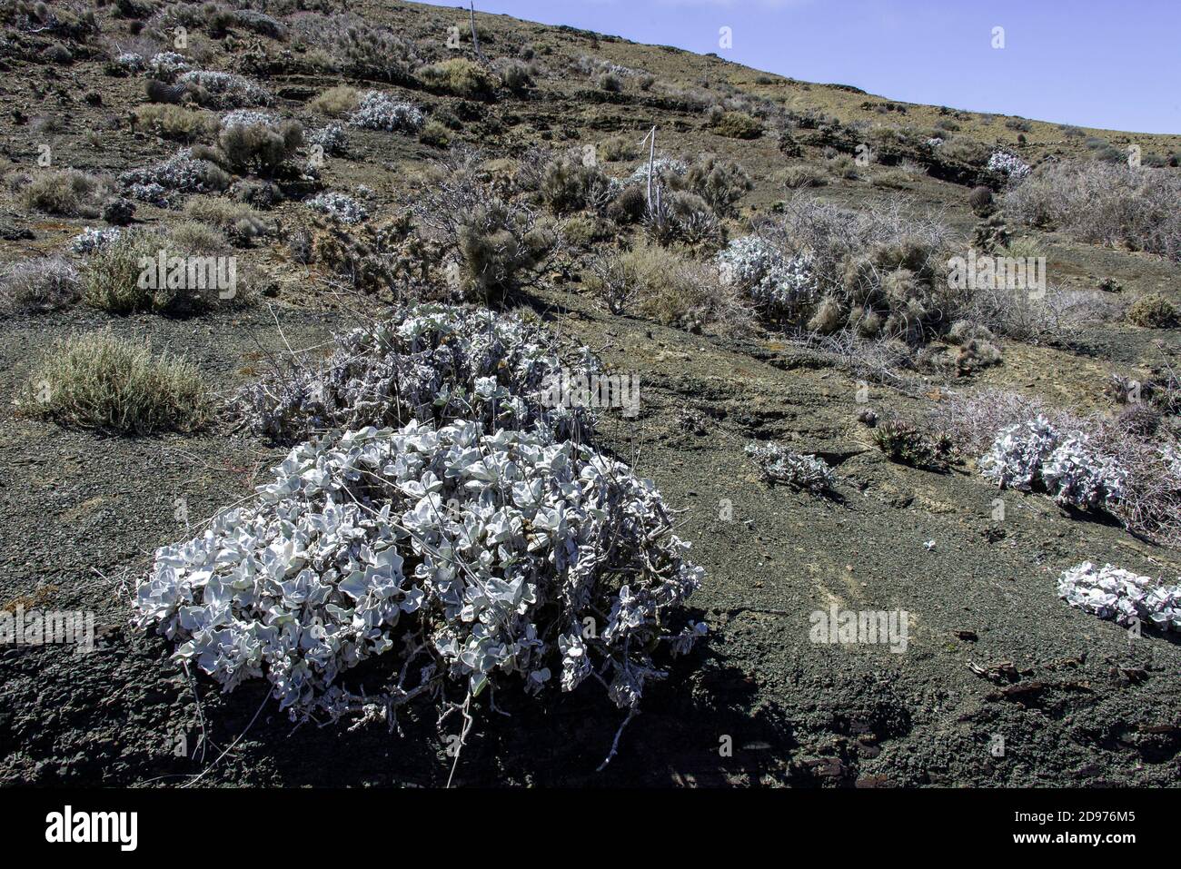Eriogonum pondii es un miembro del género de trigo sarraceno que se encuentra en la Isla Natividad, Baja California, México. Foto de stock