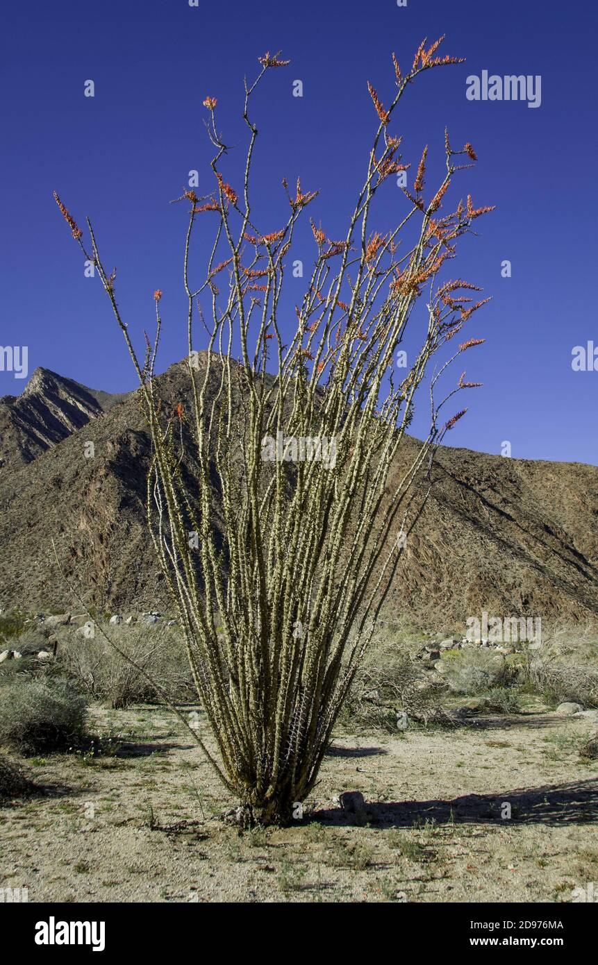 Ocotillo (Fouquieria splendens) es indígena de los desiertos Sonoran y Chihuahua del suroeste de los Estados Unidos y el norte de México. Foto de stock