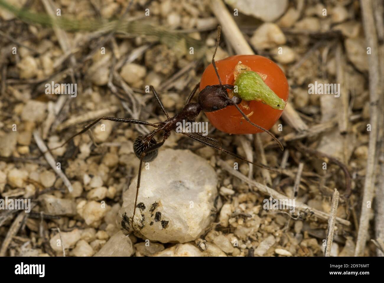 Novomesor albisetosus hormiga en la familia Myrmicinae, llevando berry a su nido, Desierto de Chihuahua, sureste de Arizona. Foto de stock