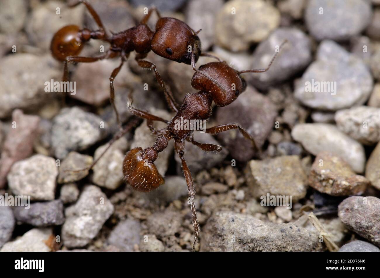 Ants cosechadora (género Pogonomyrmex), Desierto de Chihuahua, sureste de Arizona. Foto de stock