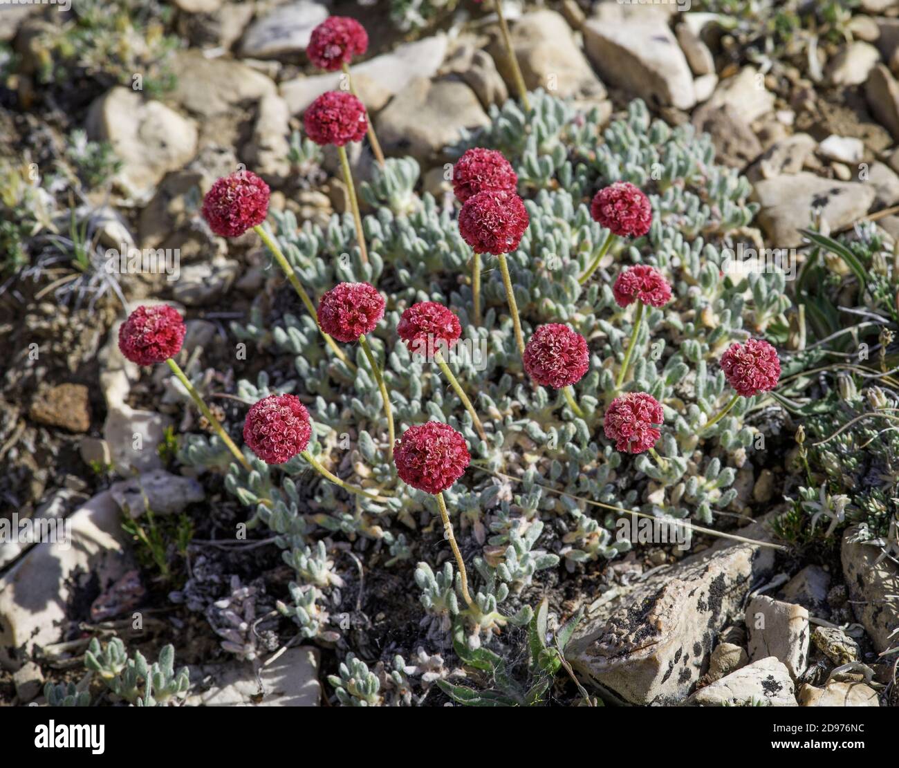 Alforfón de hoja ovalada (Eriogonum ovalifolium), Mammoth Mountain, Mono County, California. Foto de stock
