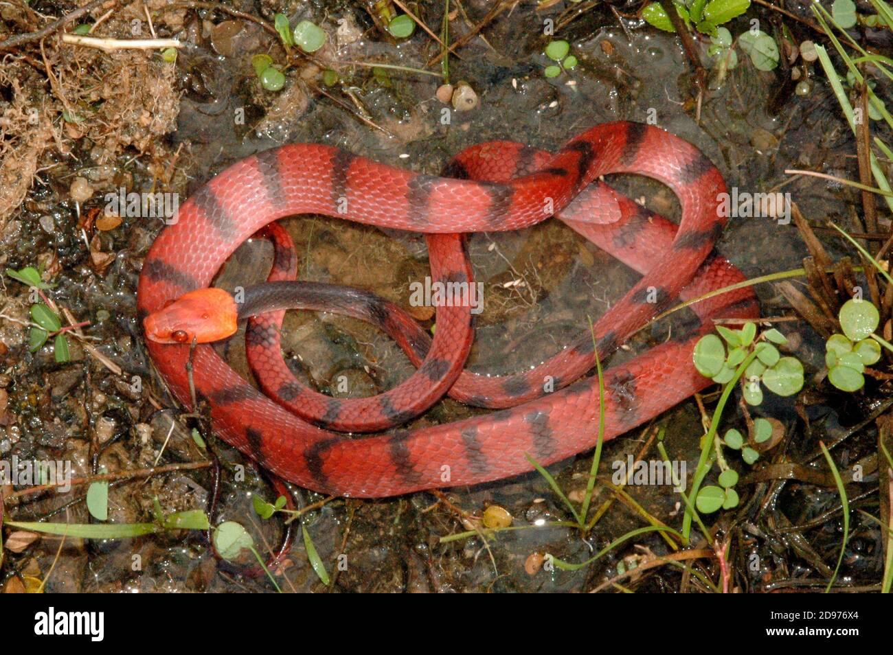 Serpiente de vid roja (Siphlophis compressus), Guyana Francesa Foto de stock