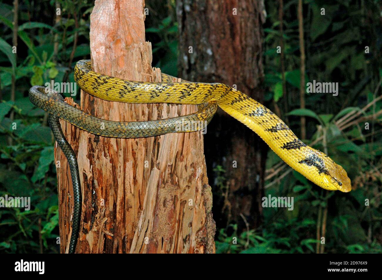 Serpiente de Puffing Amazónico (Spilotes sulfureus), Guayana Francesa Foto de stock