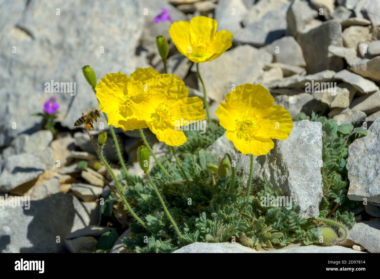 Amapola alpina (Papaver alpinum) en flor en las crestas de Mont Ventoux, Reserva de la Biosfera Mont Ventoux, Vaucluse, Provenza, Francia Foto de stock