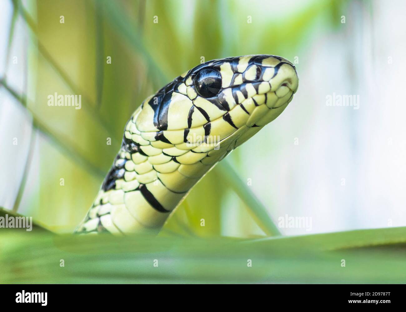 Retrato de la serpiente tigre (Spilotes pullatus) en el Parque Nacional Cañón del Sumidero, Chiapas.México. Foto de stock