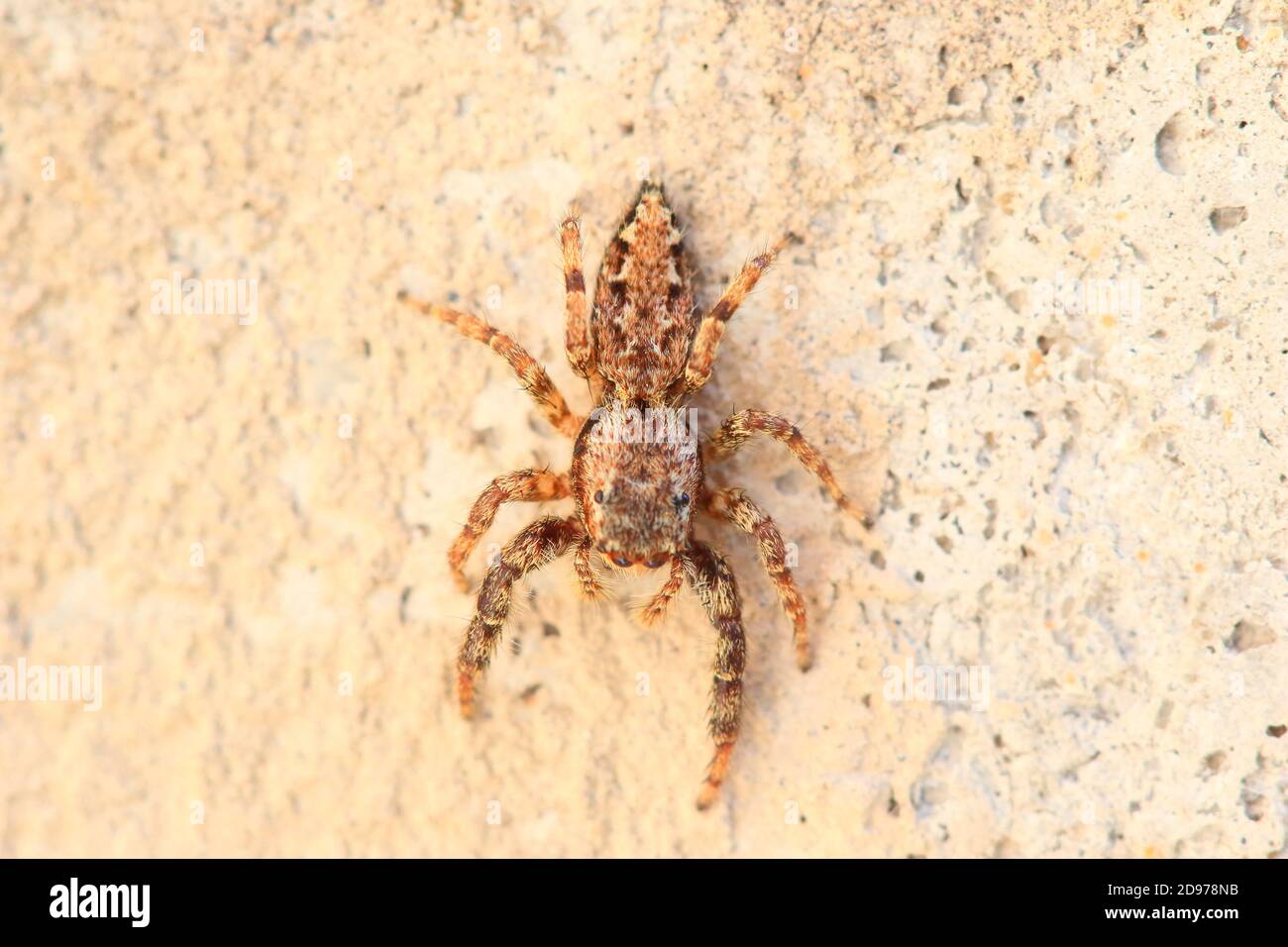 Araña saltando (Marpissa muscosa) en una pared Foto de stock