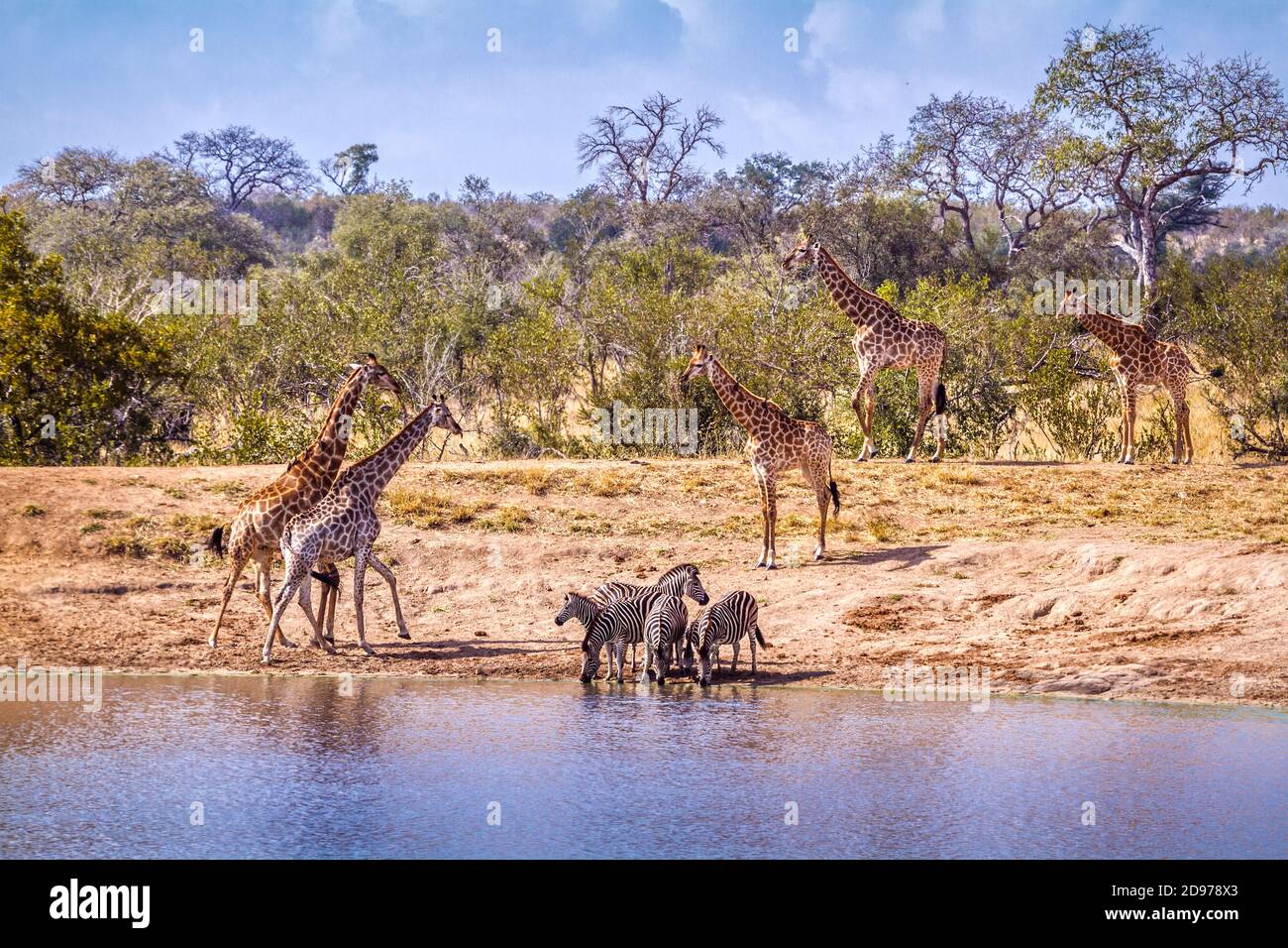 Vista panorámica del lago con Giraffes Giraffa camelopardalis y las llanuras de cebras en el Parque Nacional Kruger, Sudáfrica Foto de stock