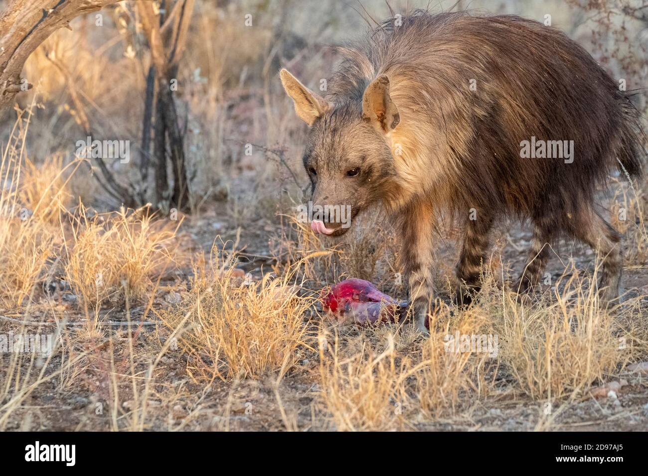 Hyena marrón o Strandwolf (Parahyena brunnea, antes de Hyena brunnea), cautivo, comer un hueso, Reserva privada, Namibia Foto de stock