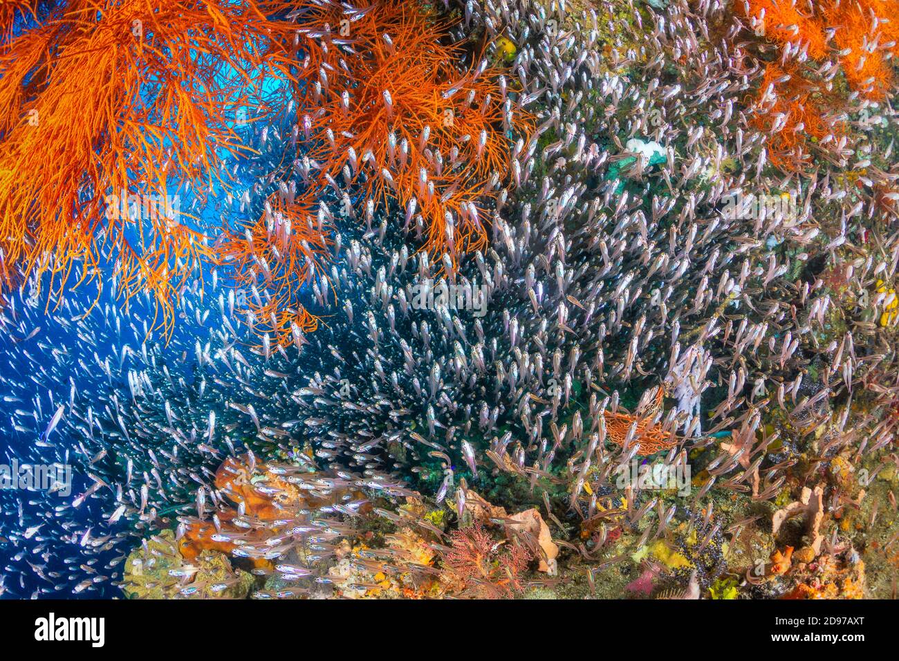 Arrecife de biodiversidad, foto que ilustra la abundancia de vida y biodiversidad de un arrecife de coral saludable, Micool, Raja Ampat, Indonesia Foto de stock