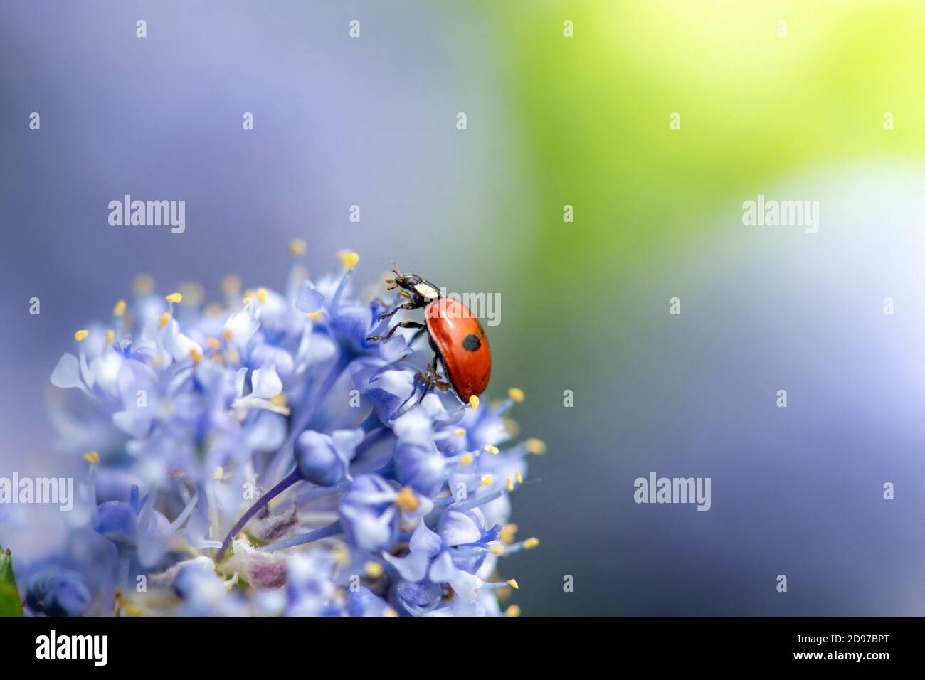 Escarabajo (Adalia bipunctata) en flor, Altos de Francia, Francia Foto de stock