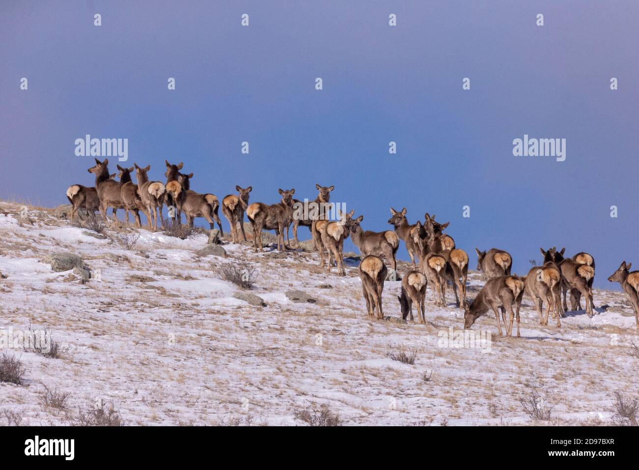 Ciervo rojo (Cervus elaphus) en la montaña, grupo de hembras, Parque Nacional Hustai, Mongolia Foto de stock